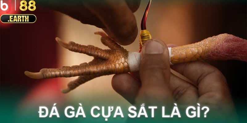 Tìm hiểu về loại hình đá gà cựa sắt