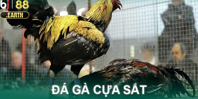 Đá gà cựa sắt