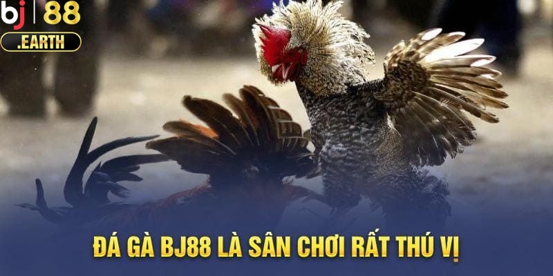 Giới thiệu sảnh đá gà BJ88