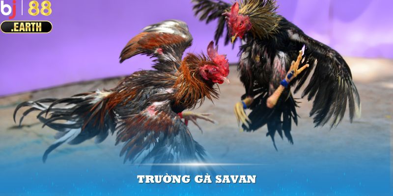 Thông tin chung về trường gà Savan