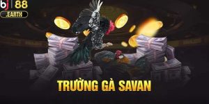 Trường gà Savan