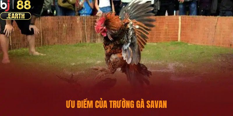 Ưu điểm nổi bật của trường gà Savan